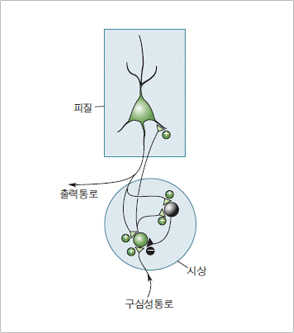 한 개의 뉴런으로 된 진동자